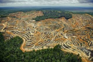 Deforestasi: Menebang Pohon Berarti Merusak Kehidupan