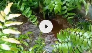 Dugaan Pencemaran Limbah Kanal PT RAPP Mengalir ke Tali Air Masyarakat di Desa Tanjung Padang