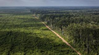 Tersangka Perusak Hutan Produksi Konversi di Sumbar Ditahan Gakkum KLHK