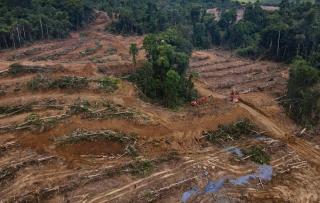 Hutan Papua Digunduli, Melupakan Amanah Manusia Sebagai Khalifah