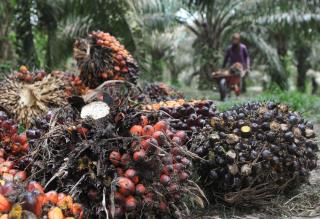 Harga Kelapa Sawit di Riau Turun Tipis ke Rp3.093 per Kg